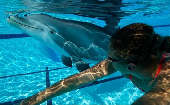 Ce robot dauphin pourrait bientôt débarquer dans les parcs aquatiques