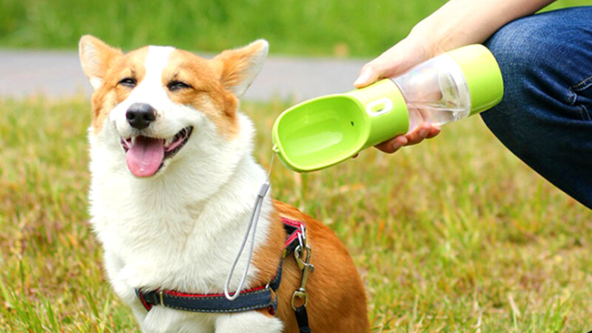 Cotop bouteille d'eau pour chien
