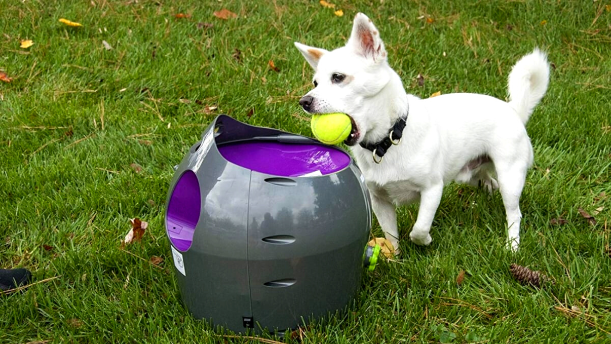 PetSafe lance balle automatique chien