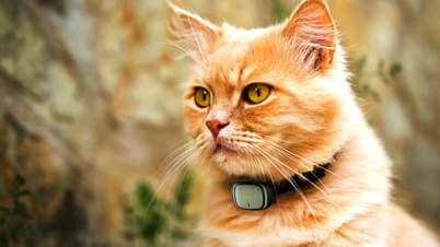 Kippy Evo collier pour chat GPS