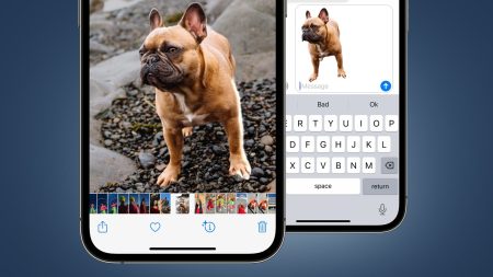 apple visual look up sur iOS 16 photo bull dog français
