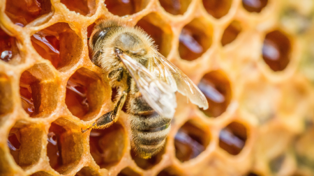 abeille ruche miel