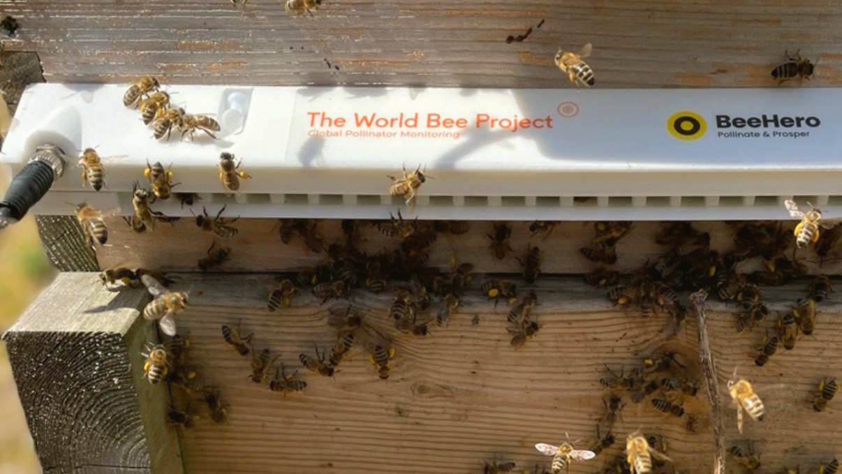 oracle world bee project abeille tech ruche connectée