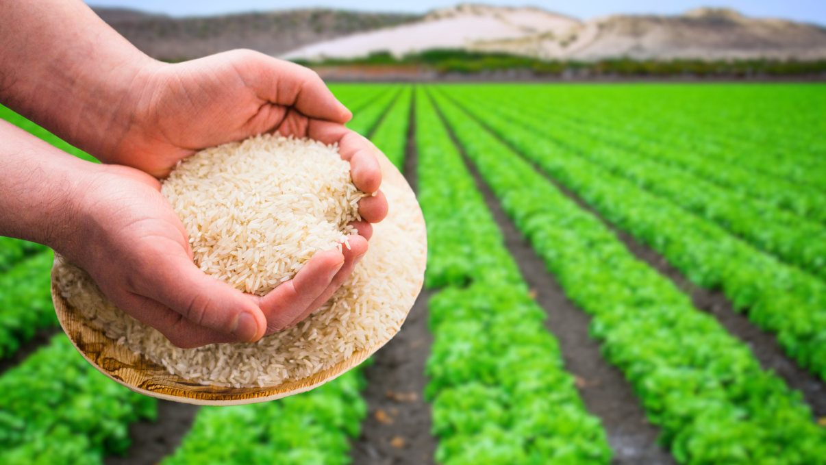 riz culture engrais